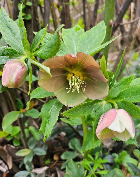  - Helleborus 2025