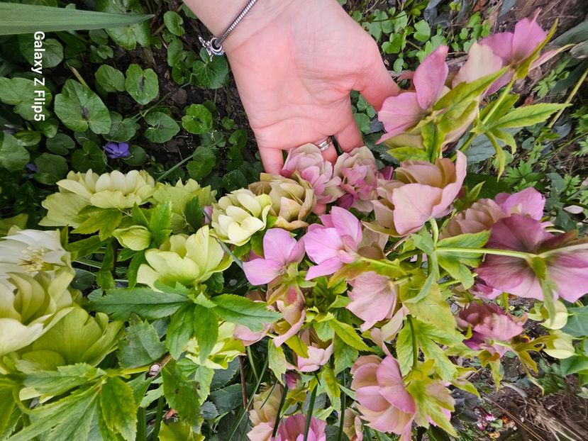  - Helleborus 2025