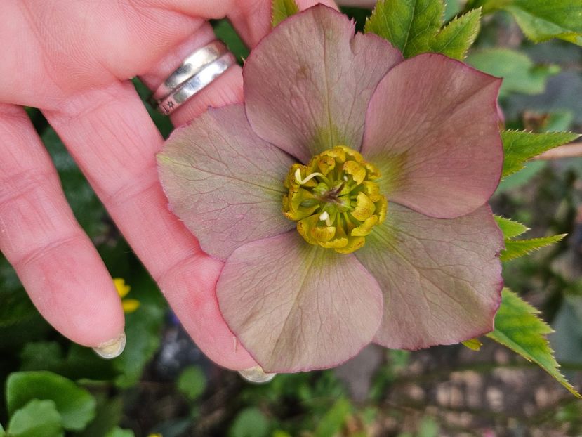  - Helleborus 2025