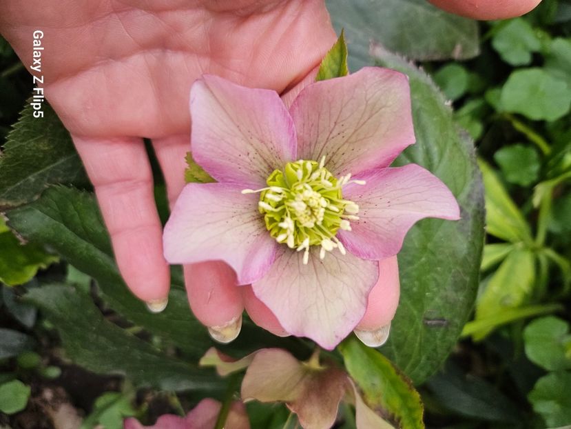  - Helleborus 2025