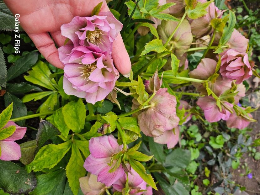  - Helleborus 2025
