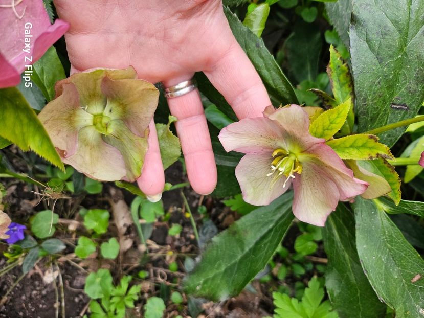  - Helleborus 2025