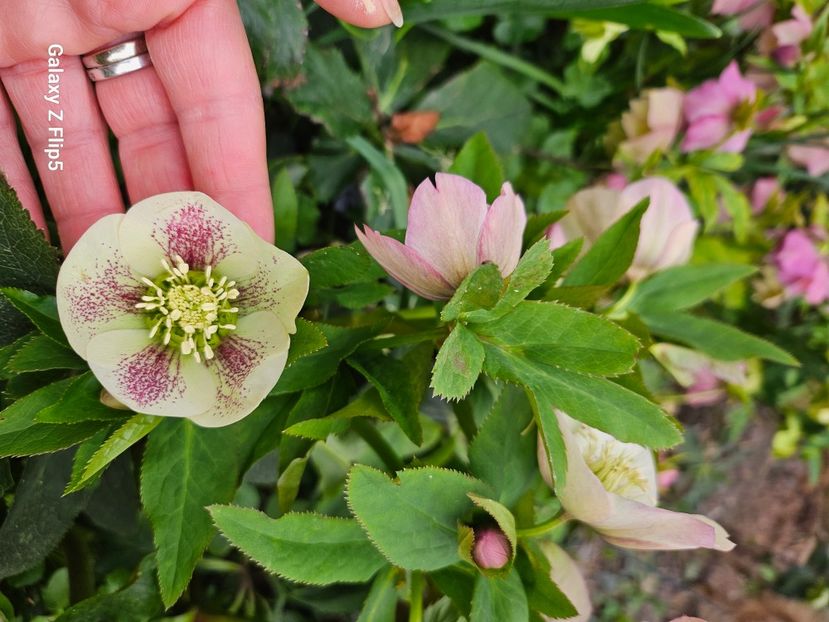  - Helleborus 2025