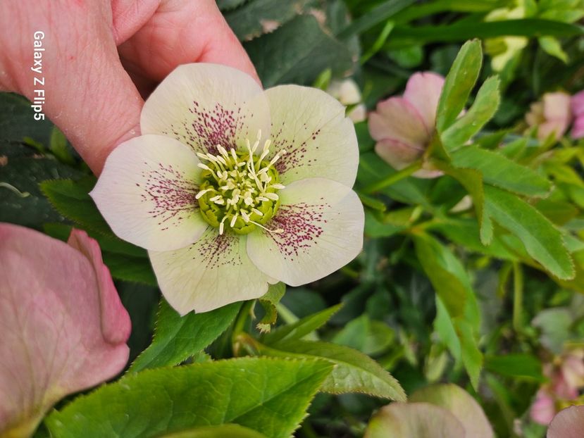  - Helleborus 2025