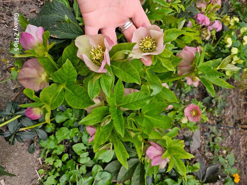  - Helleborus 2025