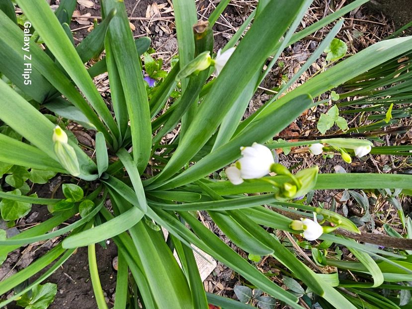  - Helleborus 2025