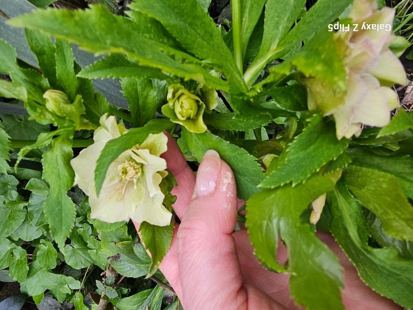  - Helleborus 2025