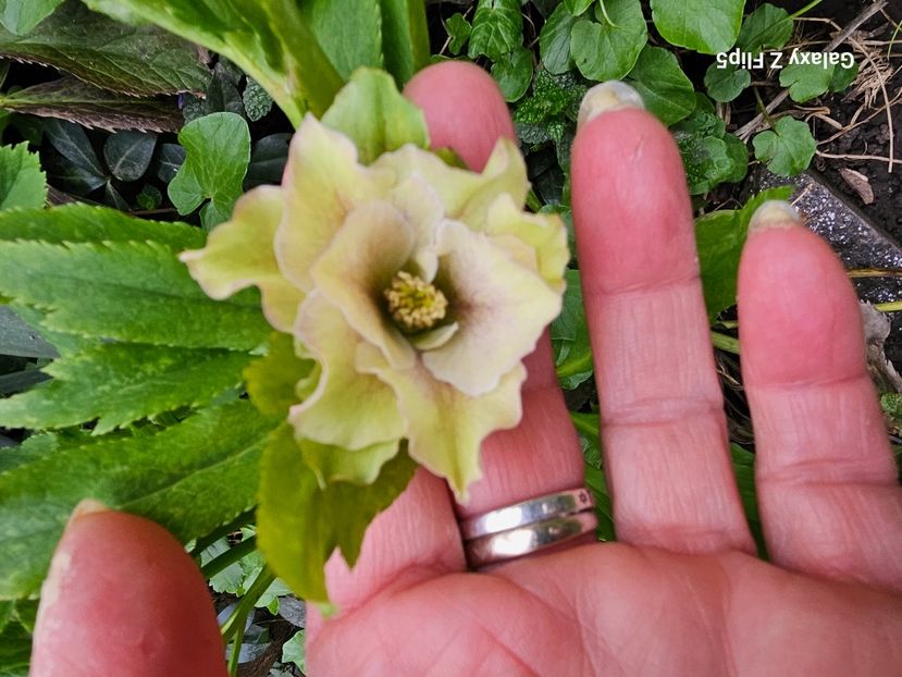  - Helleborus 2025