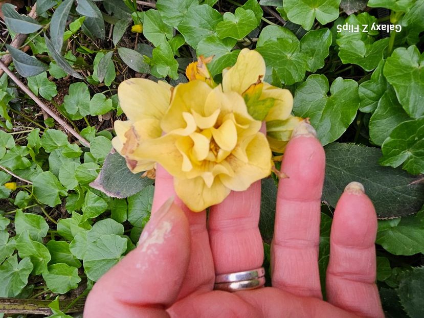  - Helleborus 2025
