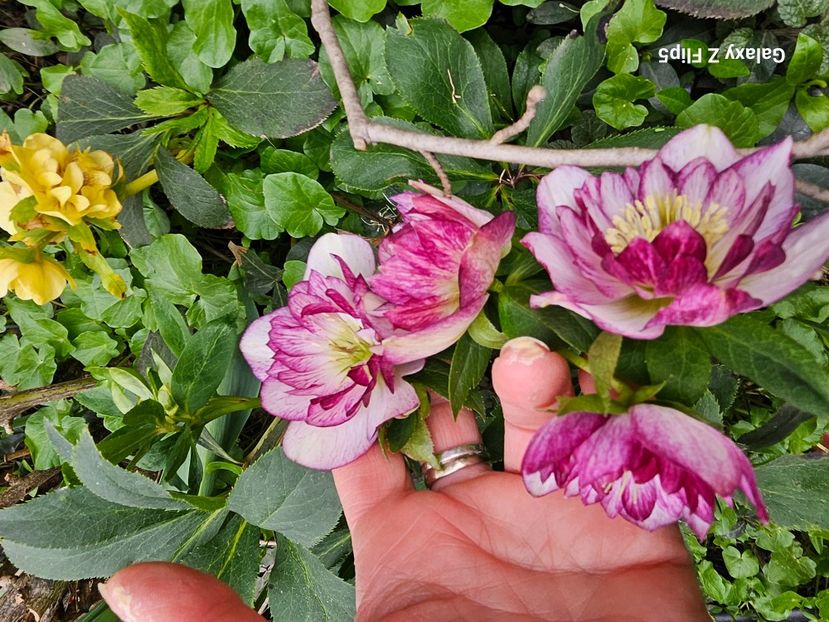  - Helleborus 2025
