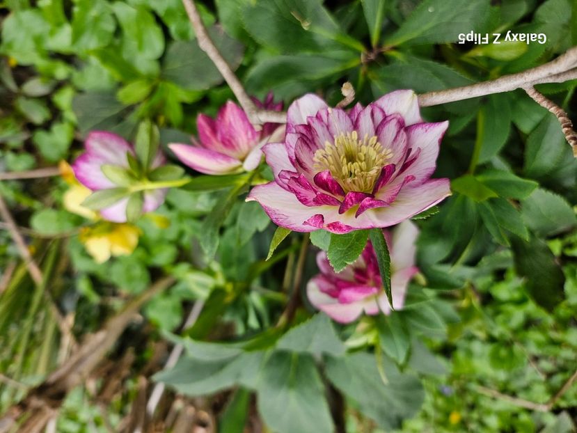  - Helleborus 2025