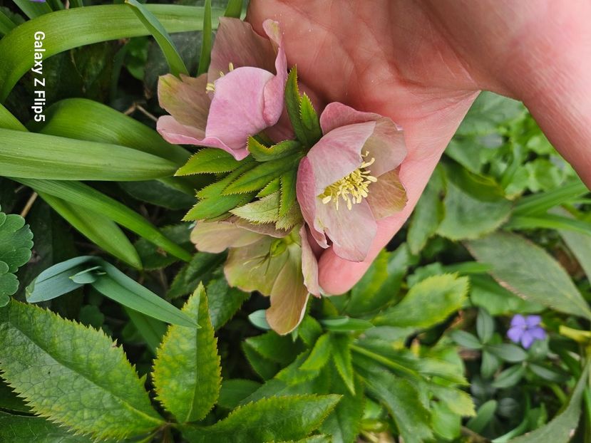  - Helleborus 2025