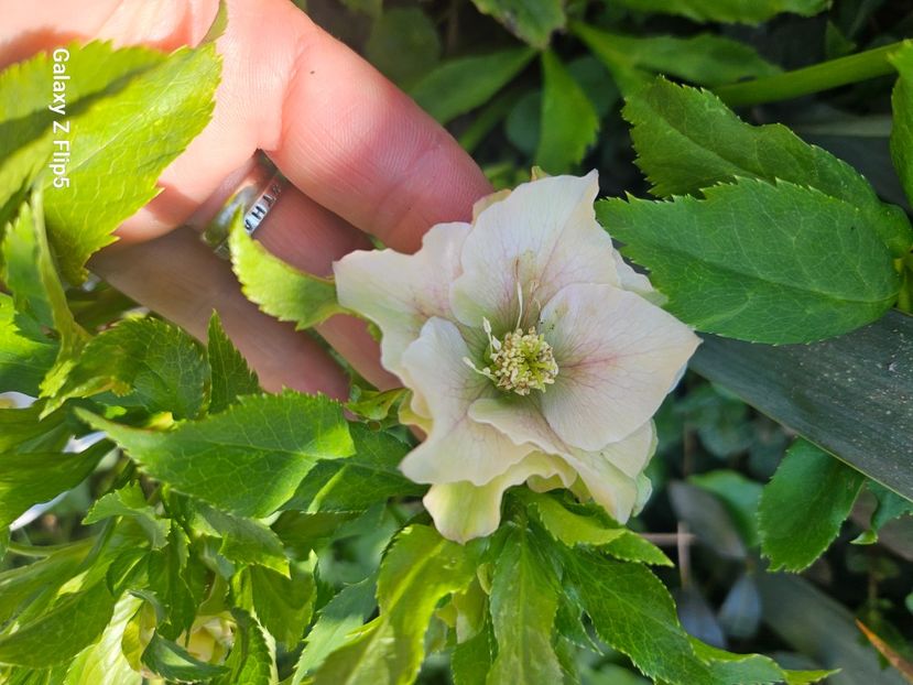 248d83eb-17b0-4af8-993c-b1a32298f848-1_all_91184 - Helleborus 2025