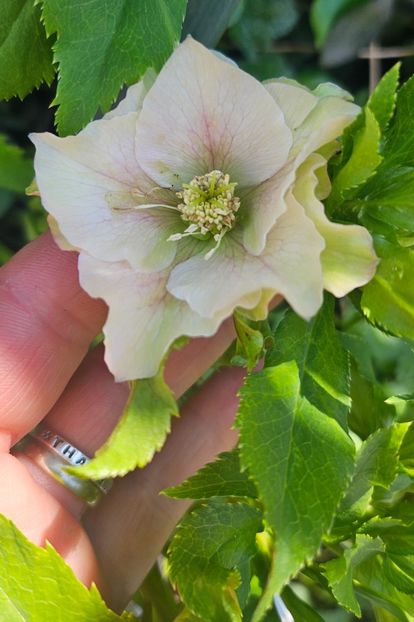  - Helleborus 2025