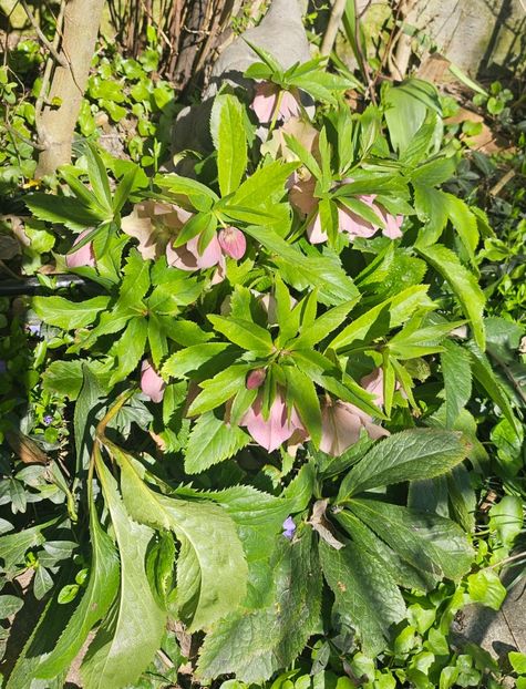  - Helleborus 2025