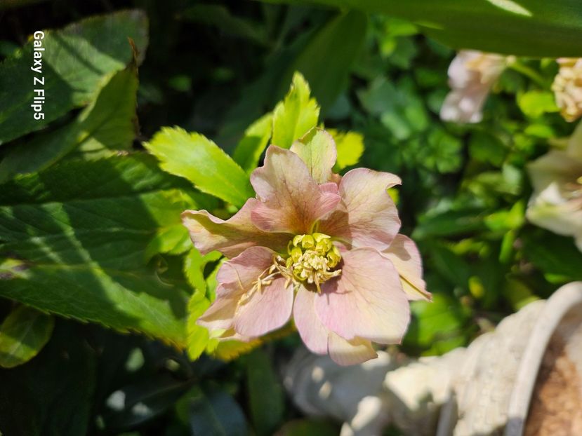 248d83eb-17b0-4af8-993c-b1a32298f848-1_all_90649 - Helleborus 2025