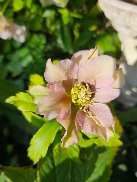  - Helleborus 2025