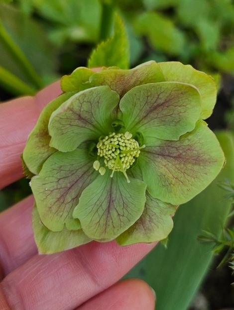  - Helleborus 2025