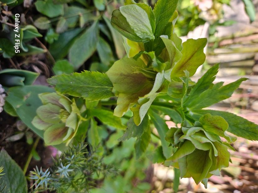 248d83eb-17b0-4af8-993c-b1a32298f848-1_all_90651 - Helleborus 2025