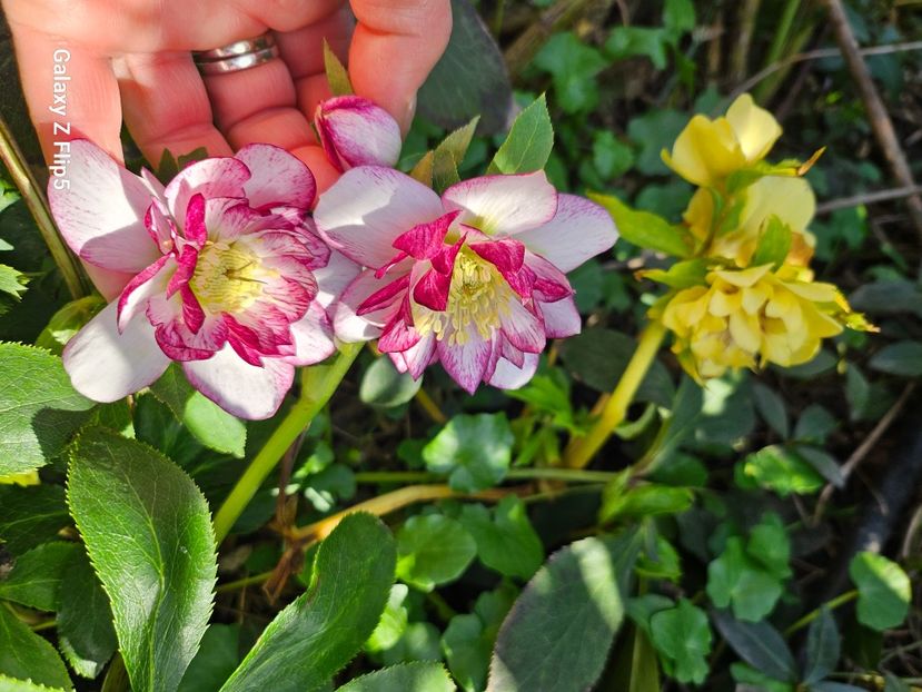 248d83eb-17b0-4af8-993c-b1a32298f848-1_all_90652 - Helleborus 2025