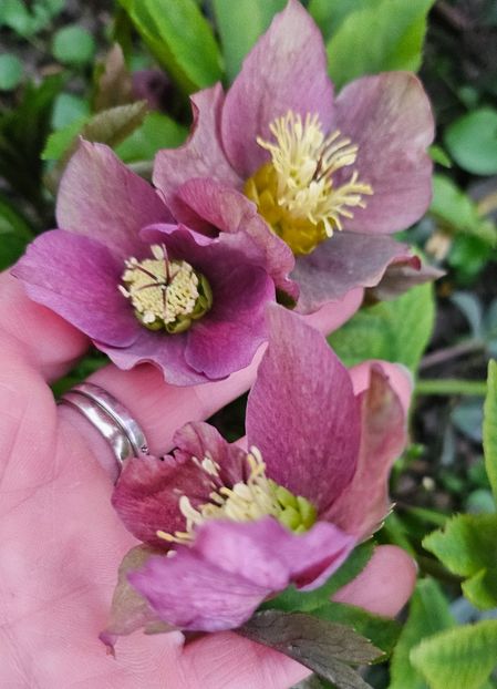  - Helleborus 2025