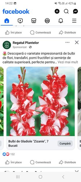 Screenshot_20250328_142201_Facebook - Gladiole zizanie