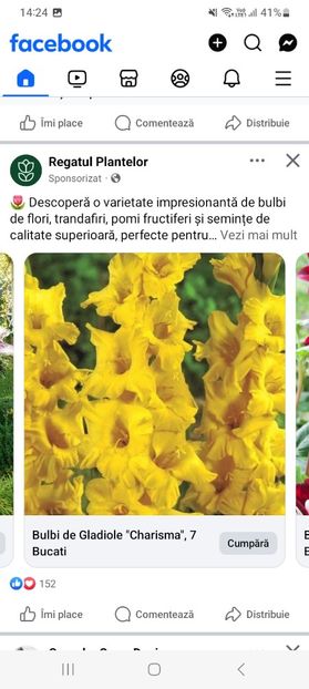 Screenshot_20250328_142421_Facebook - Gladiole charisma