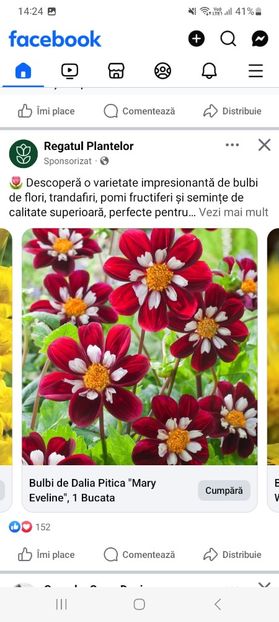 Screenshot_20250328_142457_Facebook - Dalia pitica mary eveline