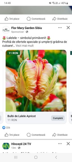 Screenshot_20250328_144811_Facebook - Lalele apricot