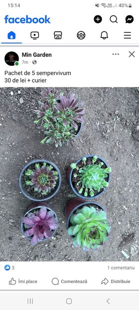 Screenshot_20250328_151409_Facebook - Pachet de 5 sempervivum - 30 de lei plus curier