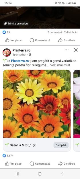 Screenshot_20250328_151457_Facebook - Gazania mix