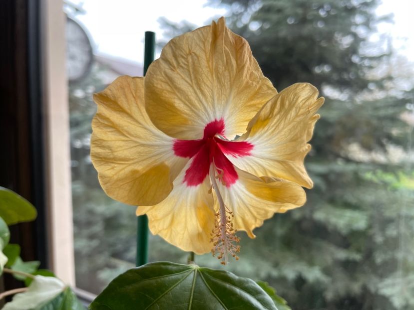  - 0006 - Hibiscusi 2025 - 1