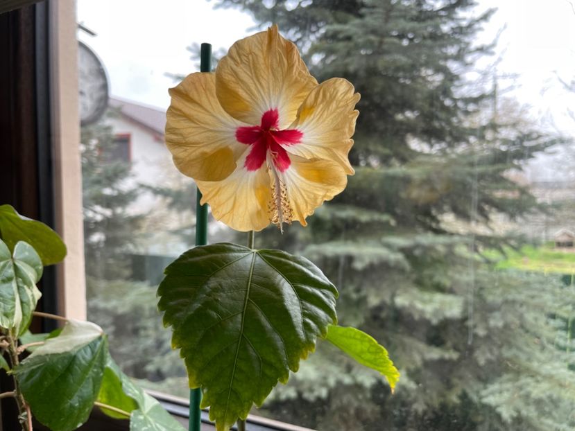  - 0006 - Hibiscusi 2025 - 1