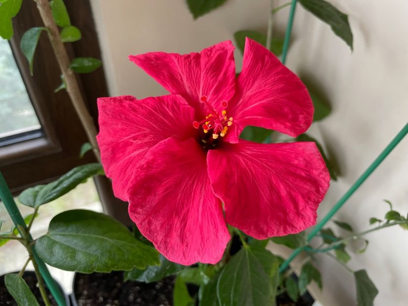  - 0006 - Hibiscusi 2025 - 1
