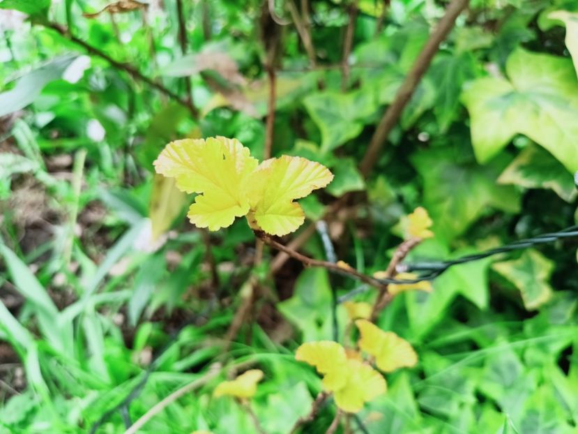 Physocarpus "Amber Jubilee" - Grădina 2025