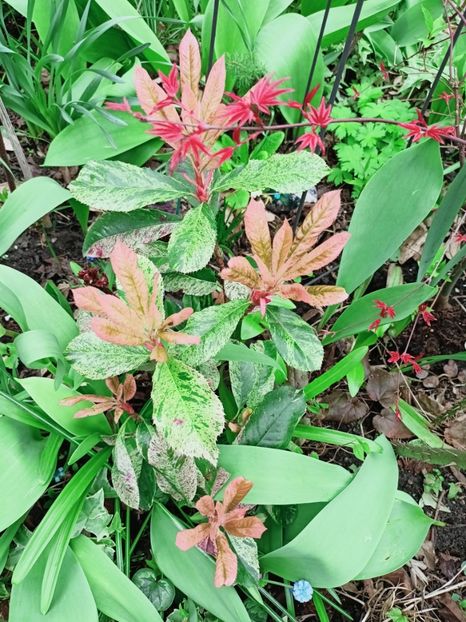 Photinia serratifolia "Pink Crispy" - Grădina 2025