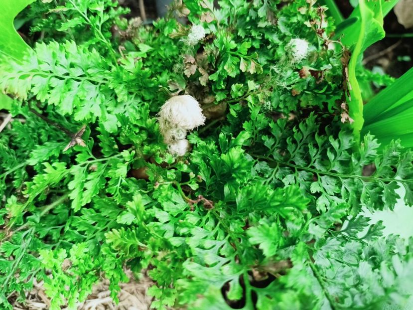 Polystichum Plumosum densum - Grădina 2025