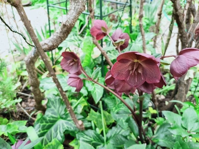 Bennotta - Grădina 2025