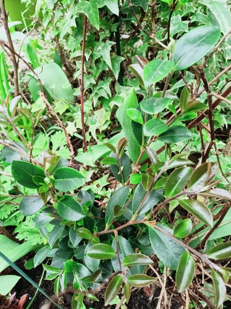 Camellia vernalis "Yuletide" - Grădina 2025