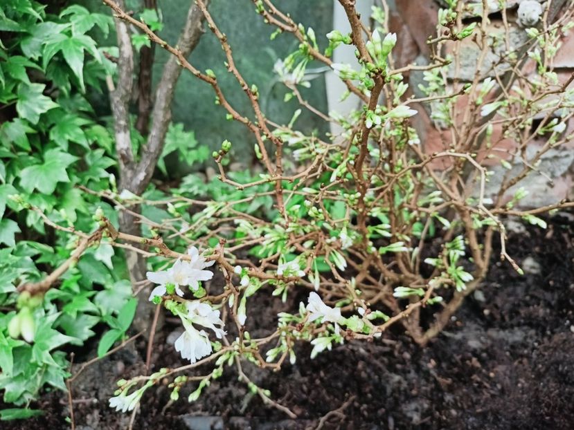 Prunus incisa  "Kojo no mai" - Grădina 2025