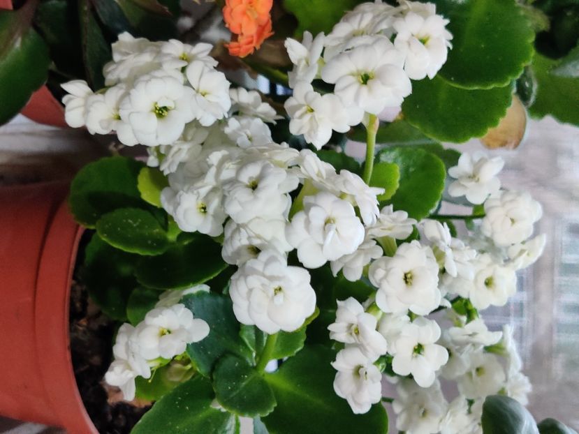  - Kalanchoe blossfeldiana