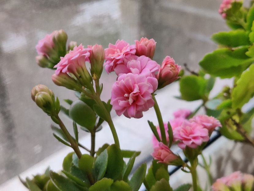  - Kalanchoe blossfeldiana
