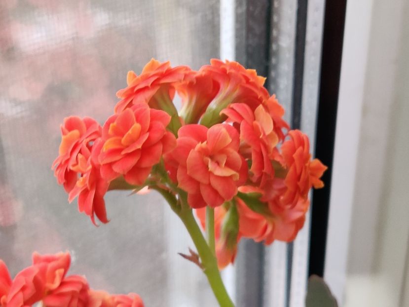  - Kalanchoe blossfeldiana