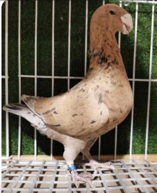 7D72677E-B3AB-4D0E-AC34-F3584D21C006 - Germani