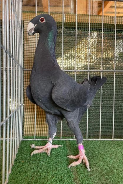 49BA8D26-2622-4891-8234-E7EFE166C1DC - Germani