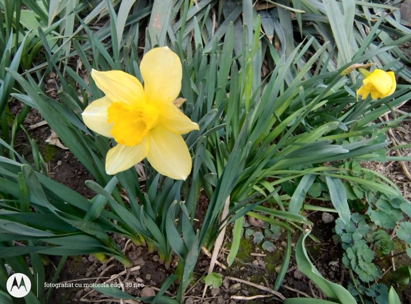  - Flori de gradină-2025