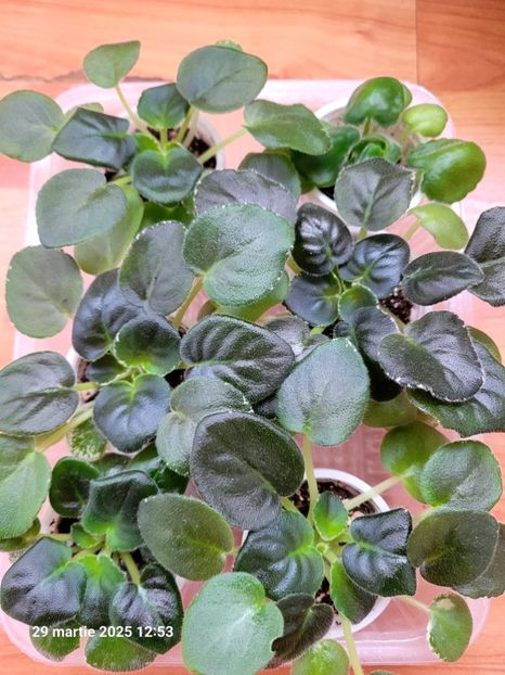  - 0 0 0 0 0 0 0 0 0 aprilie 2025