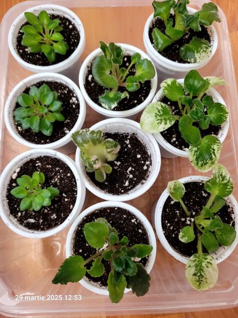  - 0 0 0 0 0 0 0 0 0 aprilie 2025