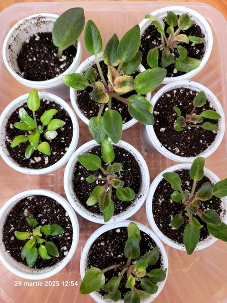  - 0 0 0 0 0 0 0 0 0 aprilie 2025