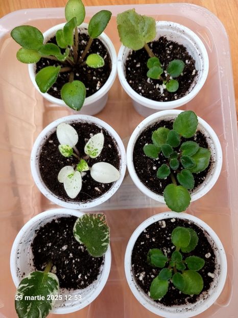  - 0 0 0 0 0 0 0 0 0 aprilie 2025